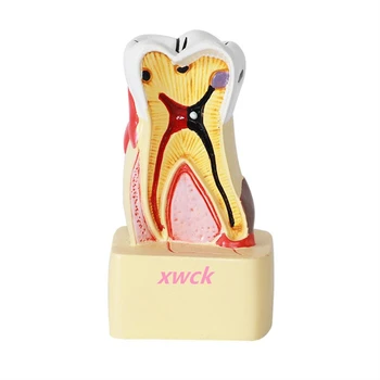 1 VNT Žmogaus Dantų Modeliai Burnos Priežiūros Sveikatos priežiūros Modeliai